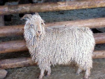 king bombi in his youth