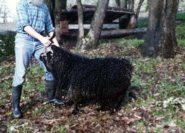 Zebby at Singing Falls when he was a year old