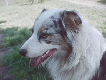 pup profile