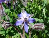 tending hives in spring