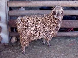 angora goat herd