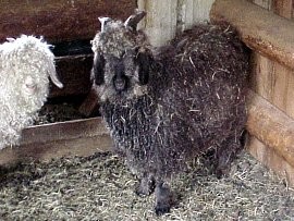 angora goat herd