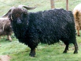 angora goat herd