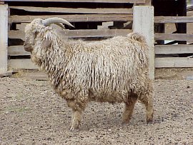 angora goat herd