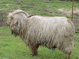 angora goat herd
