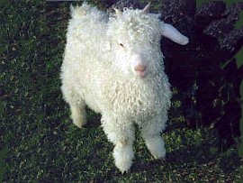 angora goat herd