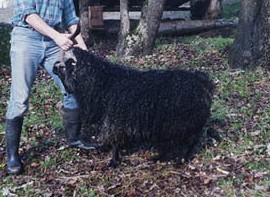 angora goat herd