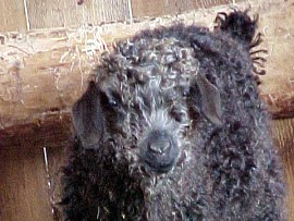 angora goat herd