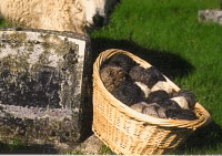 hand spun natural colored yarn