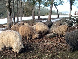 angora goat herd