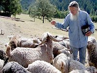 angora goat herd
