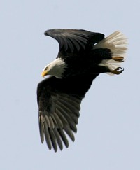 Baldy at Singing Falls
