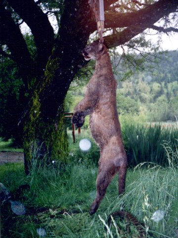 A mountain lion being weighed
