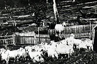 modern day american angoras