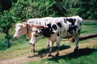 Tears, the “nigh“ ox