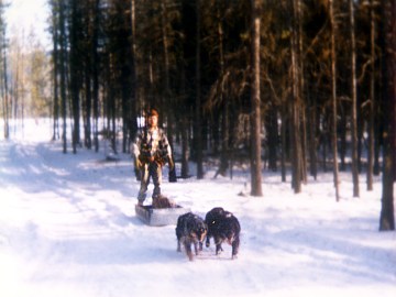 aussies pulling a sled