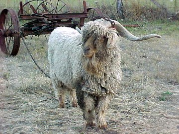 King Willow the buck