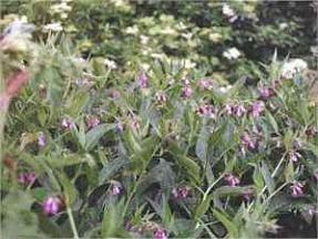 Comfrey