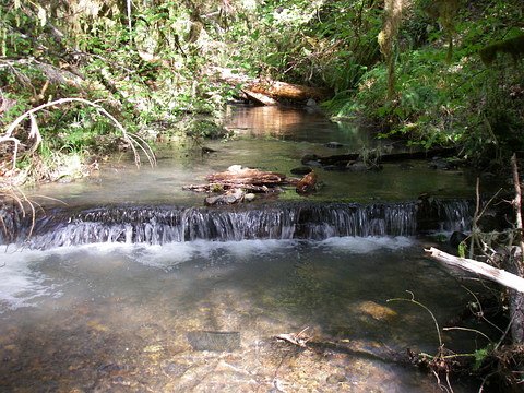 submerged log weir