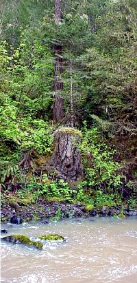 riparian logging