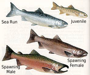 coho salmon