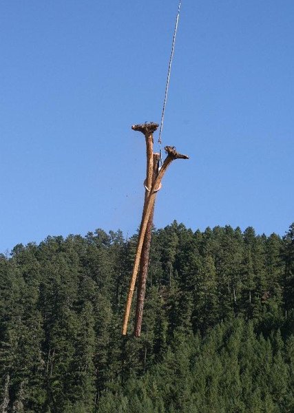 valuable habitat logs