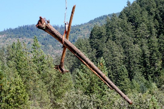 four habitat logs at once