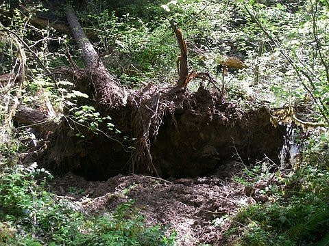 Large Rootwad