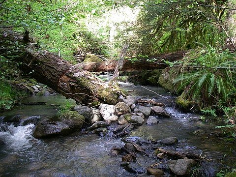 Instream Refugia
