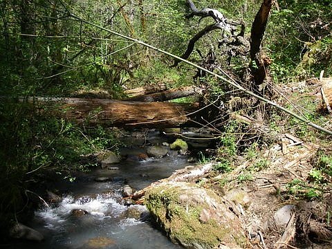 spanning log and rootwad