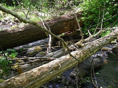 Old Pacific Yew and LWD