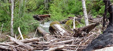 stages of the coho salmon