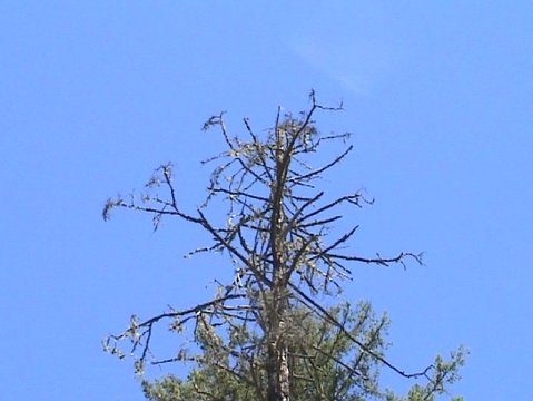 dangerous snag