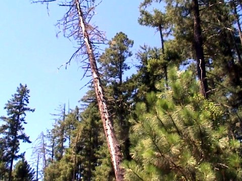 dangerous snag