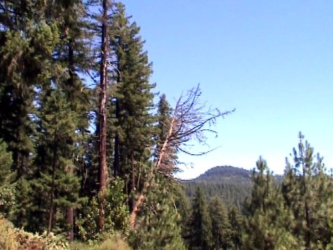 dangerous snag