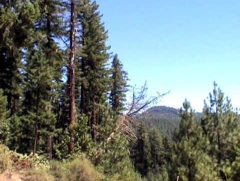 dangerous snag