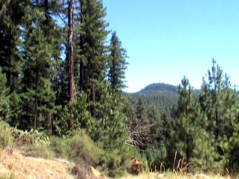 dangerous snag
