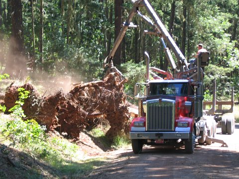 A good selection of blowdowns existed at the harvest site