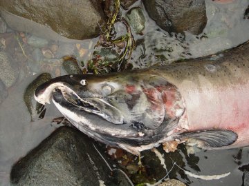 coho salmon in elk creek