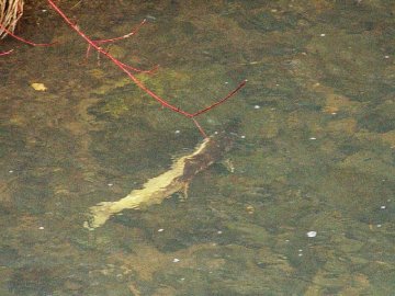 coho salmon in elk creek