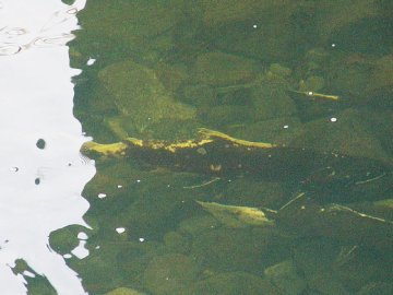 coho salmon in elk creek