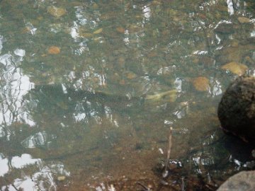 coho salmon in elk creek