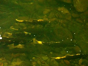 coho salmon in elk creek