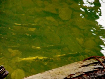 coho salmon in elk creek