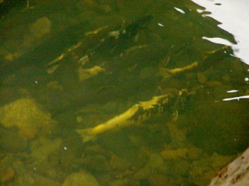 coho salmon in elk creek