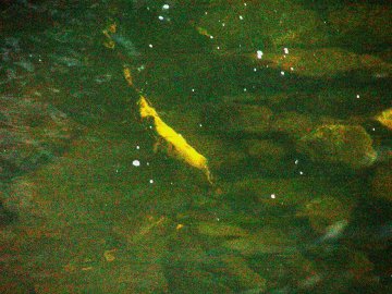 coho salmon in elk creek