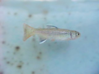 young fry