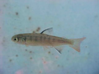 young fry