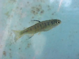 young fry