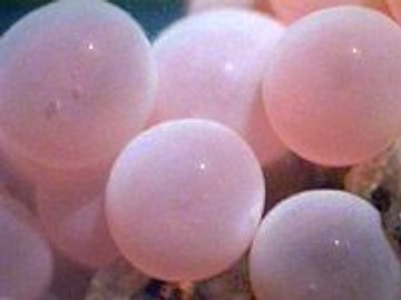 view of salmon eggs